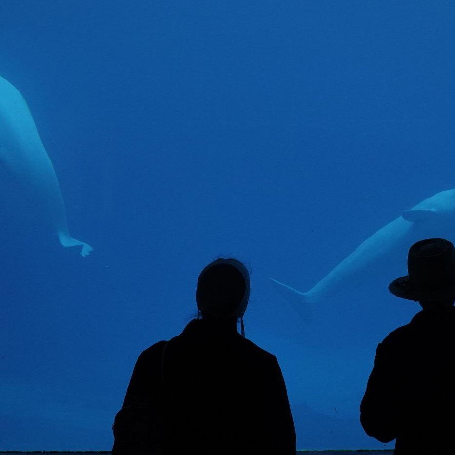 Marineland euthanizes seven-year-old beluga whale after medical struggles